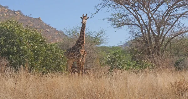 Masai Zürafa Zürafa Camelopardalis Tippelskirchi Bush Yetişkin Kenya Tsavo Park — Stok fotoğraf