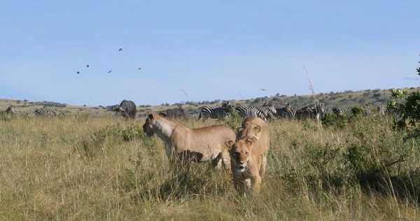 African Lion Panthera Leo Female Hunting Herd Burchell Zebras Tsavo — Stock Photo, Image