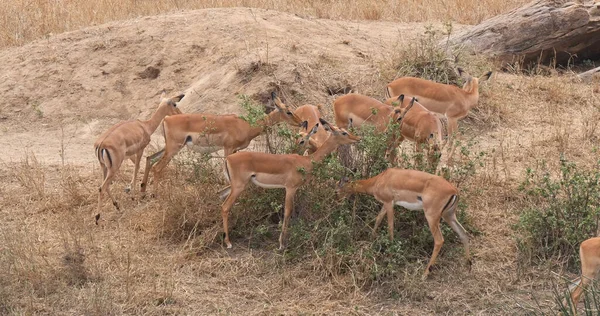 Impala Aepyceros Melampus Grupo Mujeres Comiendo Bush Masai Mara Park —  Fotos de Stock