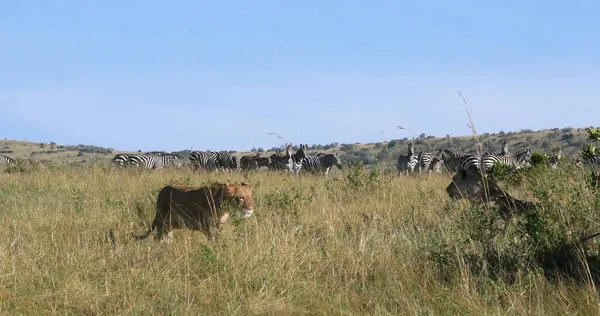 Leone Africano Panthera Leo Caccia Femminile Mandria Burchell Zebras Parco — Foto Stock