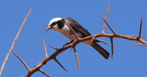 Northern White Crowned Shrike Eurocephalus Rueppelli Adult Insect Its Beak — Stock Photo, Image