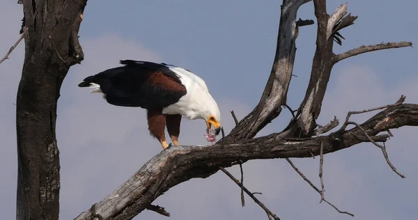 African Fish Eagle Haliaeetus Vocifer Adult Top Tree Eating Fish — Stock Photo, Image