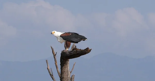Afrikansk Fish Eagle Haliaeetus Vocifer Vuxen Toppen Trädet Baringo Lake — Stockfoto