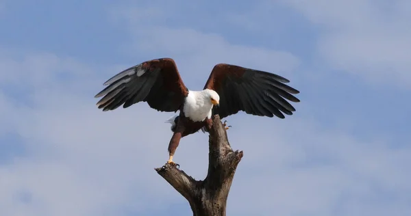 Afrikansk Fish Eagle Haliaeetus Vocifer Vuxen Toppen Trädet Baringo Lake — Stockfoto