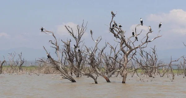 Heronry ile Anhinga, Karabatak ve Büyük Akbalıkçıl, Kenya Baringo Gölü
