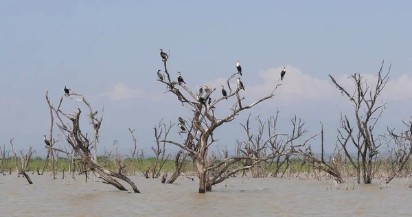 Heronry ile Anhinga, Karabatak ve Büyük Akbalıkçıl, Kenya Baringo Gölü
