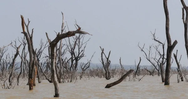 Baringo Gölü Manzarası Kenya 'da Ölü Ağaçlarla Suların Yükselişini Gösteriyor
