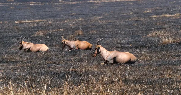 Topi Damaliscus Korrigum Savannah Fire Masai Mara Park Kenya — Stok fotoğraf