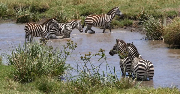 Grant Zebra Equus Burchelli Boehmi Herd Stående Vid Vattenhålet Masai — Stockfoto