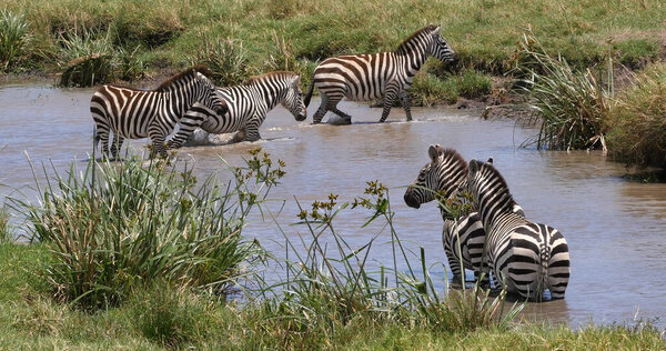Grant's Zebra, equus burchelli boehmi, Herd standing at the Water Hole, Masai Mara Park in Kenya