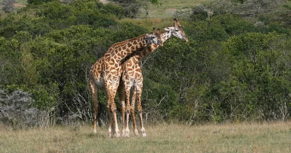 Masai Jirafa Jirafa Camelopardalis Tippelskirchi Adultos Masai Mara Park Kenia — Foto de Stock