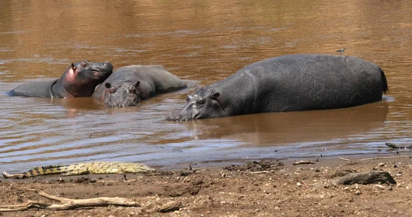 Hippopotame Hippopotame Amphibie Crocodile Nil Groupe Debout Dans Rivière Parc — Photo