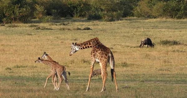 Masai Giraffe Camelopardalis Tippelskirchi Μητέρα Και Καλφ Που Διασχίζουν Σαβάνα — Φωτογραφία Αρχείου