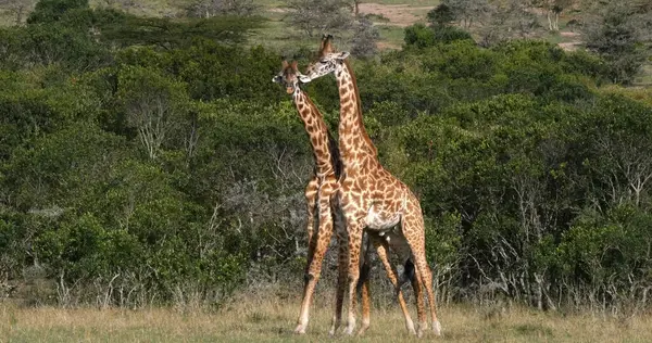 Masai Giraffe Giraffa Camelopardalis Tippelskirchi Adults Fighting Masai Mara Park — Stock Photo, Image