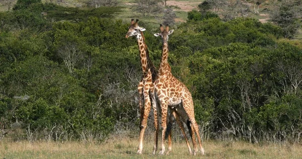 Masai Giraffe Giraffa Camelopardalis Tippelskirchi Adults Fighting Masai Mara Park — Stock fotografie