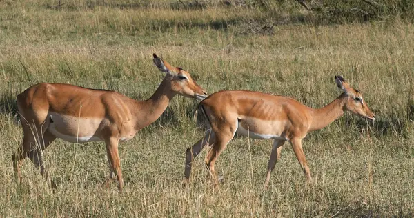 Impala Aepyceros Melampus Stado Samic Park Masai Mara Kenii — Zdjęcie stockowe
