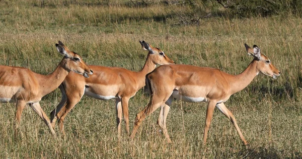 Impala Aepyceros Melampus Stádo Samic Park Masai Mara Keni — Stock fotografie