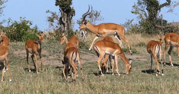 Impala Aepyceros Melampus Mężczyzna Kobieta Masai Mara Park Kenii — Zdjęcie stockowe