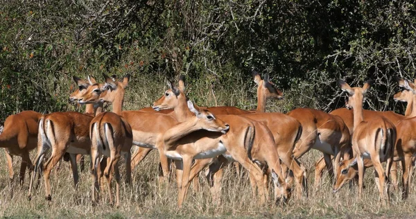 Impala Aepyceros Melampus Kudde Teven Masai Mara Park Kenia — Stockfoto