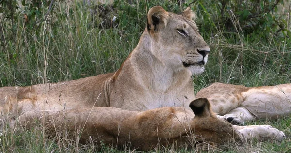 Leão Africano Pantera Leo Mãe Cub Parque Nairobi Quênia — Fotografia de Stock