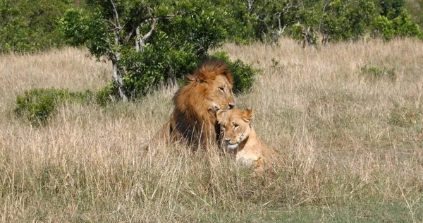 Leão Africano Pantera Leo Par Acasalamento Masai Mara Park Quênia — Fotografia de Stock