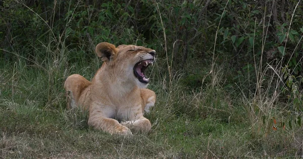 African Lion Panthera Leo Cub Yawning Nairobi Park Keni — Stock fotografie