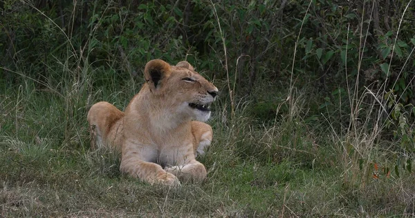 African Lion Panthera Leo Cub Ziewanie Nairobi Park Kenii — Zdjęcie stockowe