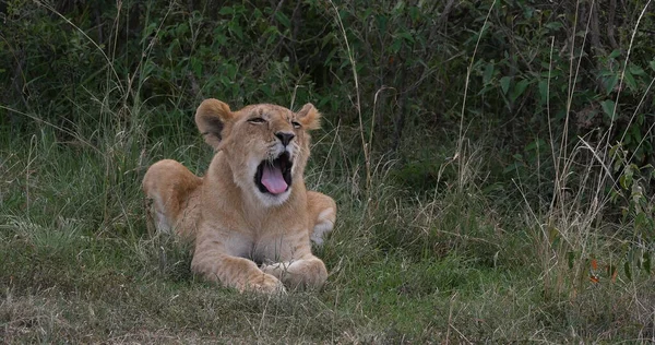 Африканские Львы Пантера Лео Зевота Куб Парк Найроби Кении — стоковое фото
