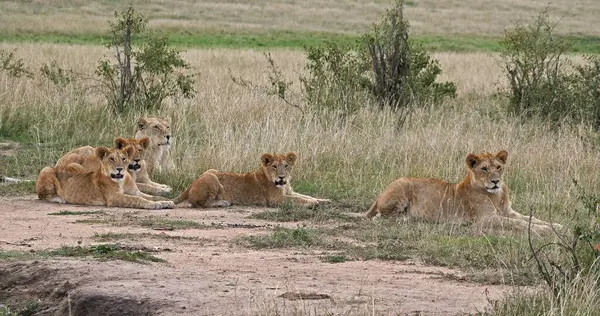 Afrika Aslanı Panthera Aslanı Anne Yavrusu Kenya Nairobi Parkı — Stok fotoğraf
