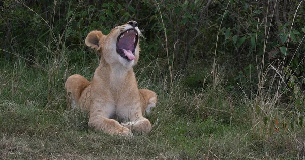 León Africano Panthera Leo Cub Yawning Parque Nairobi Kenia —  Fotos de Stock