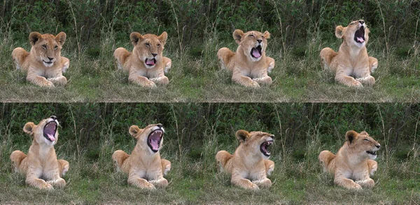 León Africano Panthera Leo Cub Yawning Parque Nairobi Kenia —  Fotos de Stock