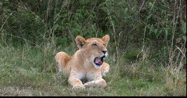 아프리카 Panthera Cub Yawning 케냐의 나이로비 — 스톡 사진