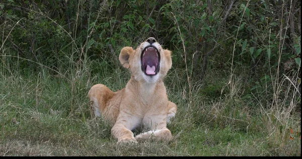 Lion Africain Panthera Leo Louveteau Yawning Nairobi Park Kenya — Photo