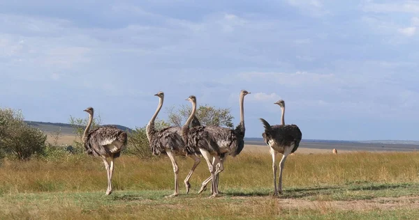 Savana 'da yürüyen devekuşu, struthio camelus, erkekler ve kadınlar, Kenya' daki Masai MaraPark