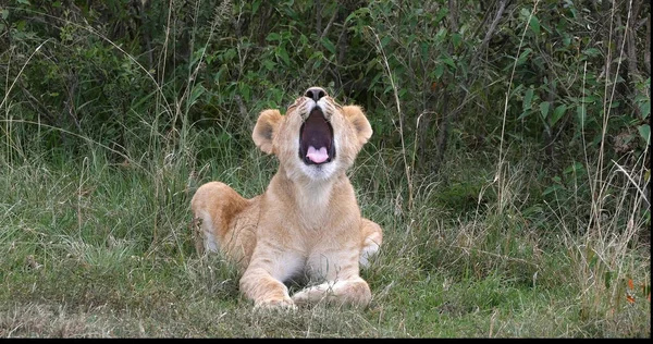 León Africano Panthera Leo Cub Yawning Parque Nairobi Kenia — Foto de Stock
