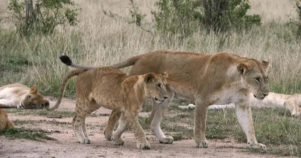 León Africano Pantera Leo Madre Cachorro Parque Nairobi Kenia — Foto de Stock