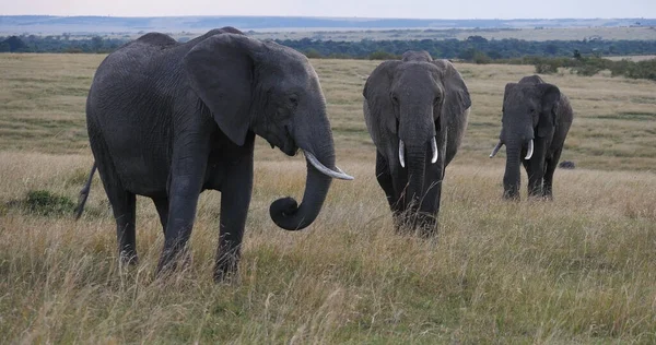 Elefante Africano Loxodonta Africana Grupo Savannah Parque Masai Mara Quênia — Fotografia de Stock
