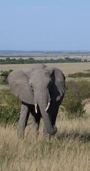 Afrikansk Elefant Loxodonta Africana Voksen Vandrer Gennem Savanne Spise Græs - Stock-foto