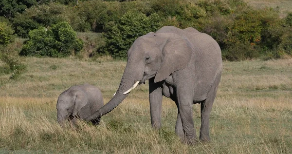 Elefante Africano Loxodonta Africana Mãe Bezerro Parque Masai Mara Quênia — Fotografia de Stock