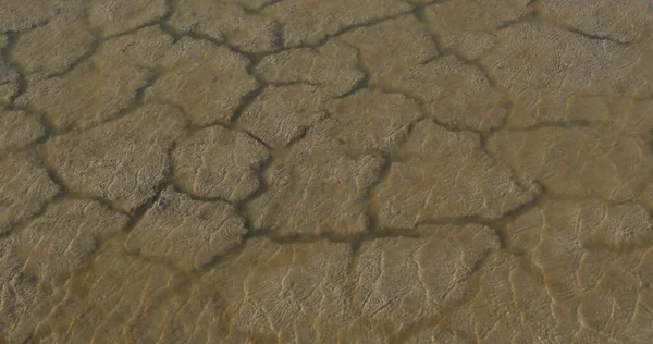 Wasser Und Dürre Den Sümpfen Der Camargue Südosten Frankreichs — Stockfoto