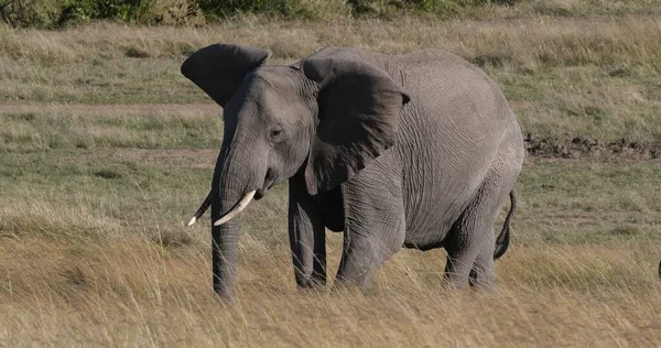 Elefante Africano Loxodonta Africana Adulto Caminhando Pela Savana Comer Grama — Fotografia de Stock