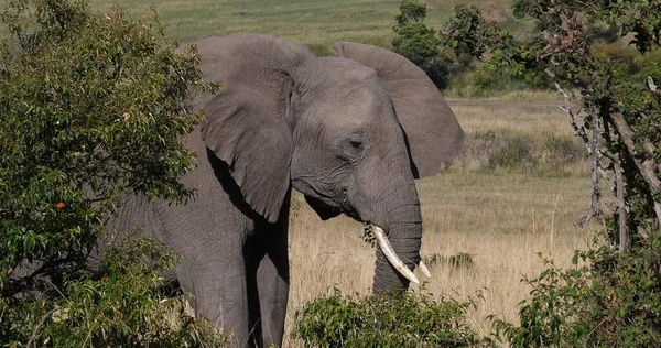 Elefante Africano Loxodonta Africana Adulto Caminando Por Sabana Comiendo Hierba —  Fotos de Stock