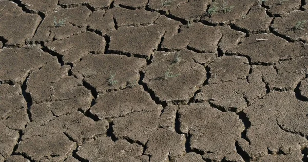 Wasser Und Dürre Den Sümpfen Der Camargue Südosten Frankreichs — Stockfoto