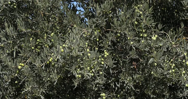 Campo Olive Tree Vicino Maussane Les Alpilles Nel Sud Est — Foto Stock