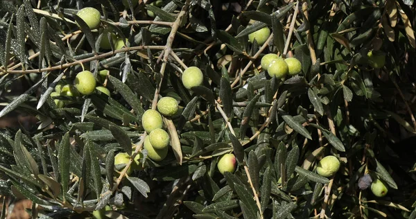 Pole Olive Tree Maussane Les Alpilles Jihovýchodě Francie — Stock fotografie