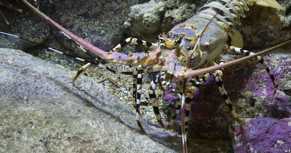 Painted Spiny Lobster or Painted Rock Lobster, panulirus versicolor, Adult standing on Rocks