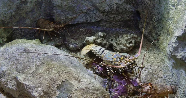 Boyalı Dikenli Istakoz Boyalı Kaya Istakozu Panulirus Versicolor Kayaların Üzerinde — Stok fotoğraf