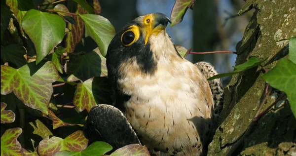 Peregrine Falcon Falco Peregrinus Adult Looking Normandy — Stock Photo, Image