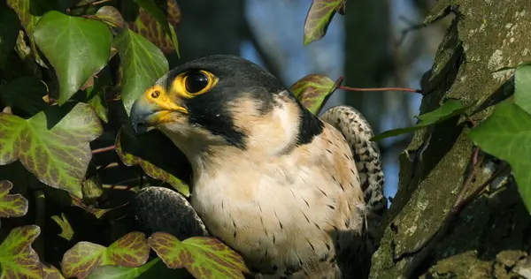 Peregrine Falcon Falco Peregrinus Adult Looking Normandy — Stock Photo, Image