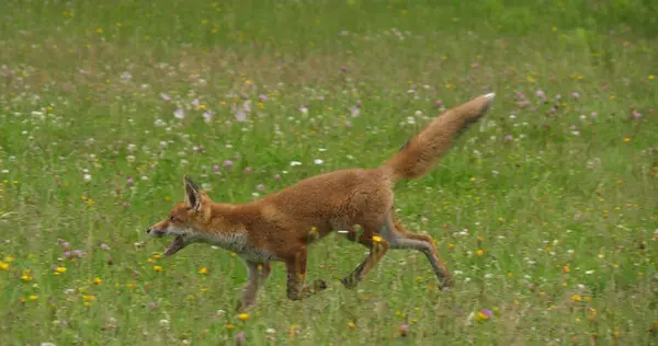 Red Fox Vulpes Vulpes Adult Running Tall Grass Normandia França — Fotografia de Stock